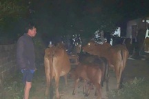 Công an soi camera, đăng Zalo tìm kiếm đàn bò đi lạc