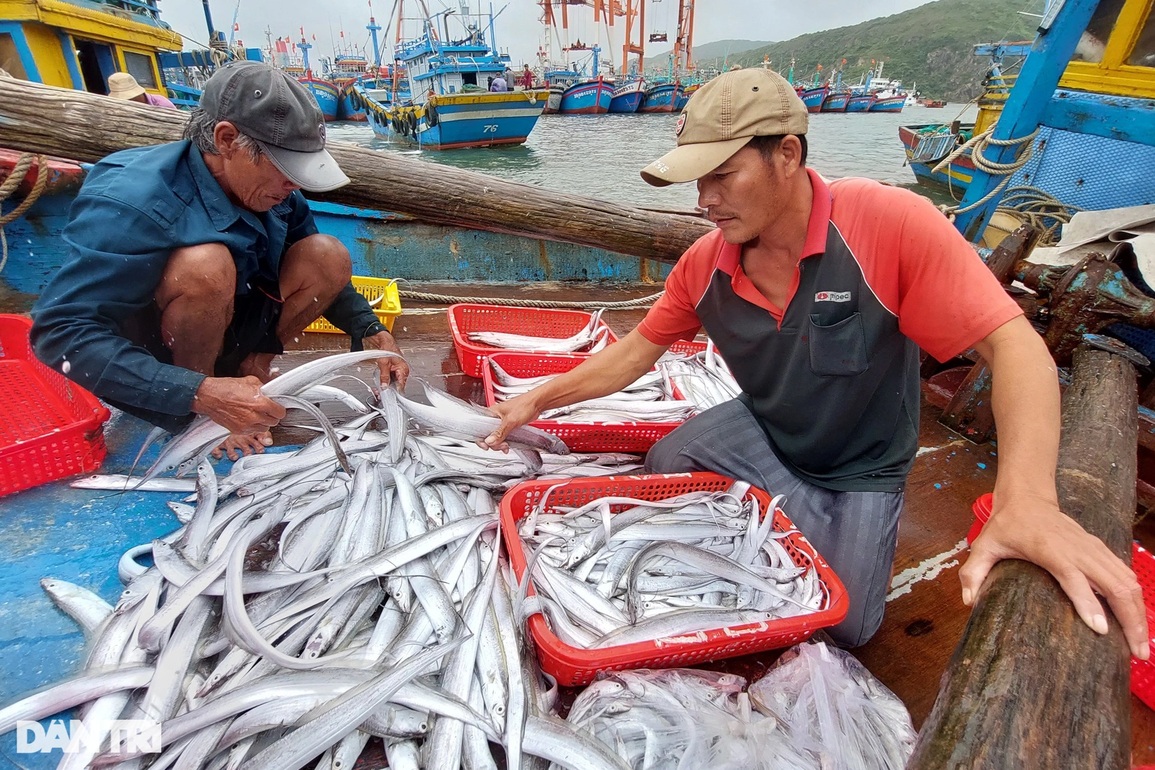 Ngư dân bỏ túi tiền triệu mỗi ngày nhờ trúng lộc biển đầu năm - 5 Ngư dân bỏ túi tiền triệu mỗi ngày nhờ trúng lộc biển đầu năm - 5