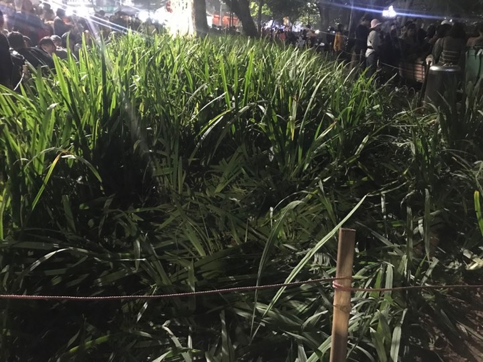 Vườn hoa ven Hồ Gươm bị giẫm nát sau màn pháo hoa chào năm mới - 2 Vườn hoa ven Hồ Gươm bị giẫm nát sau màn pháo hoa chào năm mới - 2