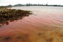 Sở TN&MT: Dải nước biển màu đỏ là do tảo nở hoa