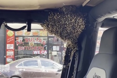 Bầy ong trú trong ô tô của chàng trai Australia