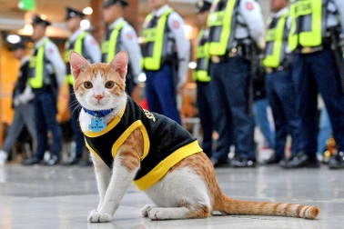 Mèo hoang được "thuê" làm nhân viên bảo vệ ở Philippines