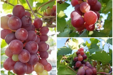 Mướt mắt với giàn nho đỏ mọng trên sân thượng của ông bố Sài Gòn