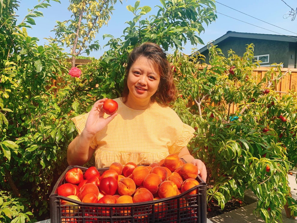 Mãn nhãn với vườn cây trái sai trĩu cành của vợ chồng người Việt ở Mỹ - 1 Mãn nhãn với vườn cây trái sai trĩu cành của vợ chồng người Việt ở Mỹ - 1