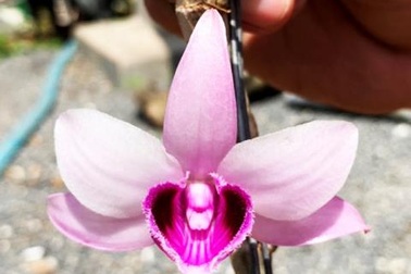 Giả hạc Ma Bó đột biến 5 tỷ đồng: Thương vụ lố bịch?