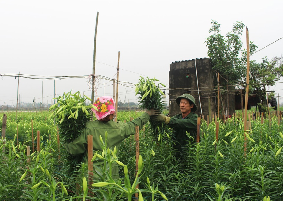 Hoa loa kèn trượt giá vì dịch Covid-19, dân Tây Tựu khóc ròng - 2 Hoa loa kèn trượt giá vì dịch Covid-19, dân Tây Tựu khóc ròng - 2