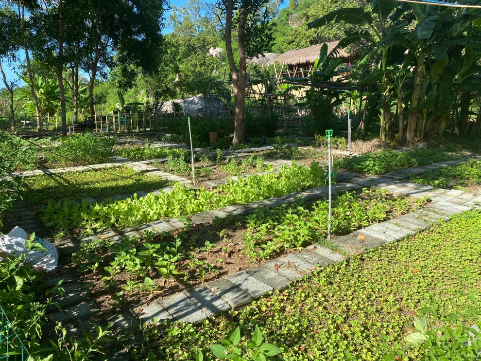 Nhóm bạn trẻ bỏ phố về quê, trồng rau, nuôi đàn cừu 130 con ở Khánh Hòa - 9 Nhóm bạn trẻ bỏ phố về quê, trồng rau, nuôi đàn cừu 130 con ở Khánh Hòa - 9