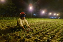 Người trồng hoa vùng rốn lũ chong đèn thúc hoa, đau đáu nỗi lo "mất Tết"