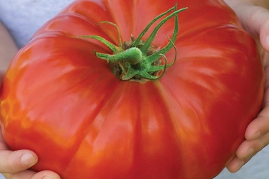 Cà chua “khủng” nặng 1 kg/quả "gây sốt"