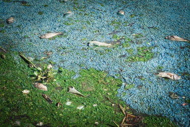 Cá chết hàng loạt ở Đà Nẵng sau cơn mưa đầu mùa