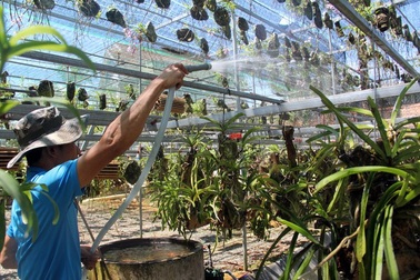 Người dân "tăng công, mất sức" vì sợ lan quý chết giữa nắng nóng