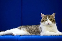 Tân "đệ nhất miêu" của nước Anh