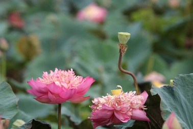 Sen nở kín trên đầm nước được hình thành từ khoảng 300.000 năm trước