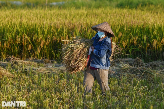 Tâm dịch Bắc Ninh: Nông dân không ra đồng, lúa và hoa màu tự chất đầy nhà - 13 Tâm dịch Bắc Ninh: Nông dân không ra đồng, lúa và hoa màu tự chất đầy nhà - 13
