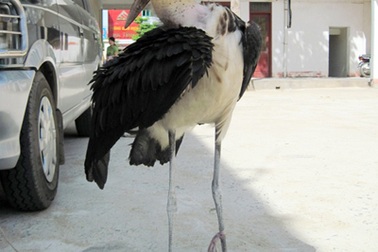 Thả chim quý cao 1m về rừng