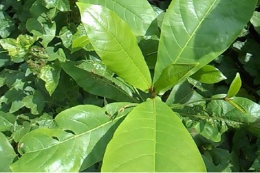 Lá bàng có tác dụng "thần kì" gì mà được rao bán với giá 100.000/kg?