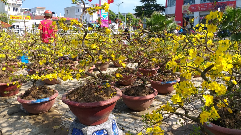 Hoa Tết ế ẩm, tiểu thương than trời - 5 Hoa Tết ế ẩm, tiểu thương than trời - 5