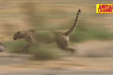 Lợn hoang chống trả quyết liệt, "thần kỳ" thoát án tử của báo đốm