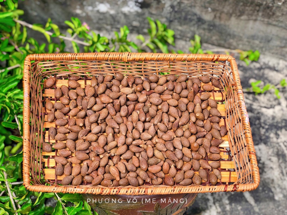 Loại hạt lộc trời 4 năm mới có, làm thức uống đánh bay cái nóng mùa hè - 1 Loại hạt lộc trời 4 năm mới có, làm thức uống đánh bay cái nóng mùa hè - 1