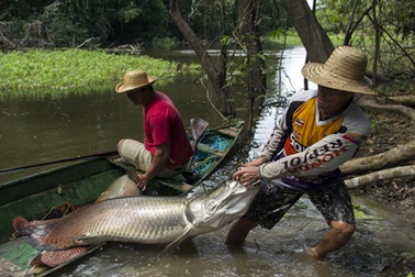 Săn cá hải tượng long khổng lồ ở Brazil 