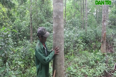 Rừng gỗ quý của người đàn ông Vân Kiều