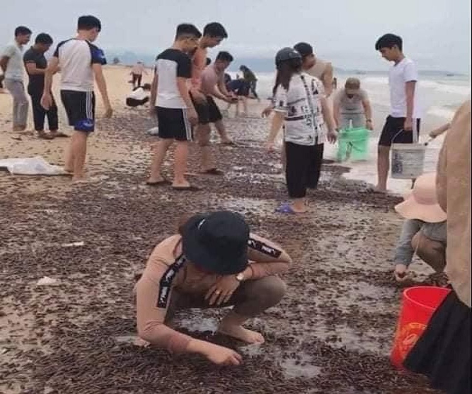 Dân đổ xô ra biển nhặt ốc xoăn dạt vào bờ sau bão - 2 Dân đổ xô ra biển nhặt ốc xoăn dạt vào bờ sau bão - 2