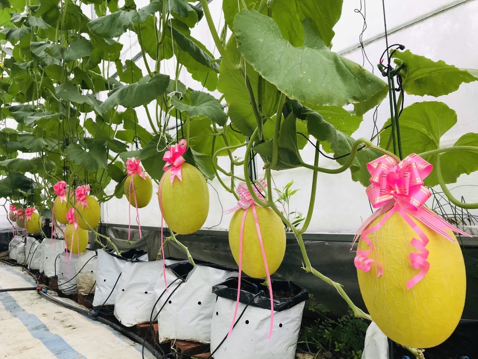 Vườn dưa lưới toàn trái khủng của nữ nhân viên văn phòng ở Kiên Giang - 5