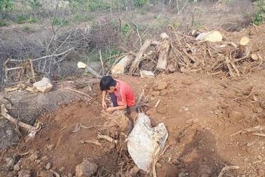 “Đột nhập” hiện trường khai thác cây “quái thú”