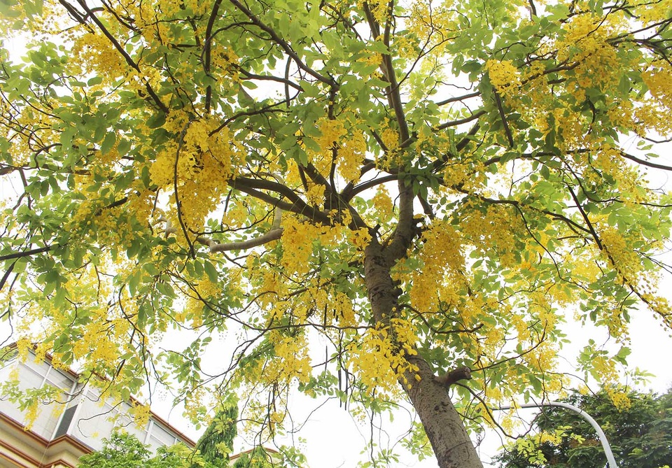 Rực rỡ sắc muồng Hoàng Yến, ngát hương thơm trong nắng hè Hà Nội - 4 Rực rỡ sắc muồng Hoàng Yến, ngát hương thơm trong nắng hè Hà Nội - 4