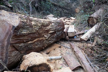 Bảo vệ nghiêm ngặt tang vật vụ phá 50ha rừng pơ mu