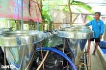 Ươm cá thác lác trong bình, 8X thu tiền rủng rỉnh