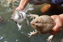 Kiếm thu nhập “khủng” nhờ làm nghề nuôi ếch Thái Lan