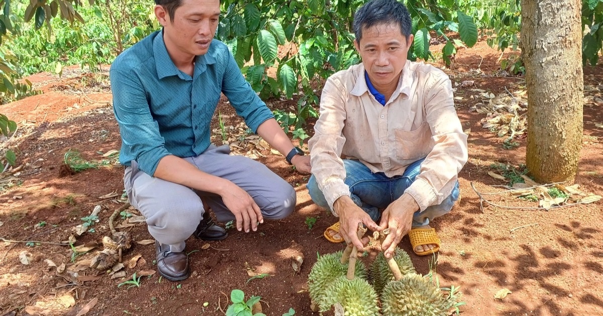 Sau một cơn mưa, nông dân trồng sầu riêng mất trắng 500 triệu đồng