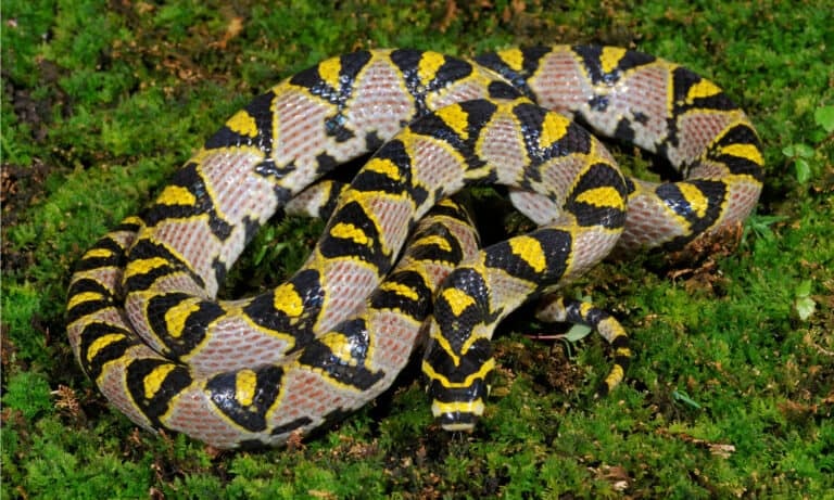 Loài rắn sở hữu họa tiết sặc sỡ và độc đáo tại Việt Nam - 2