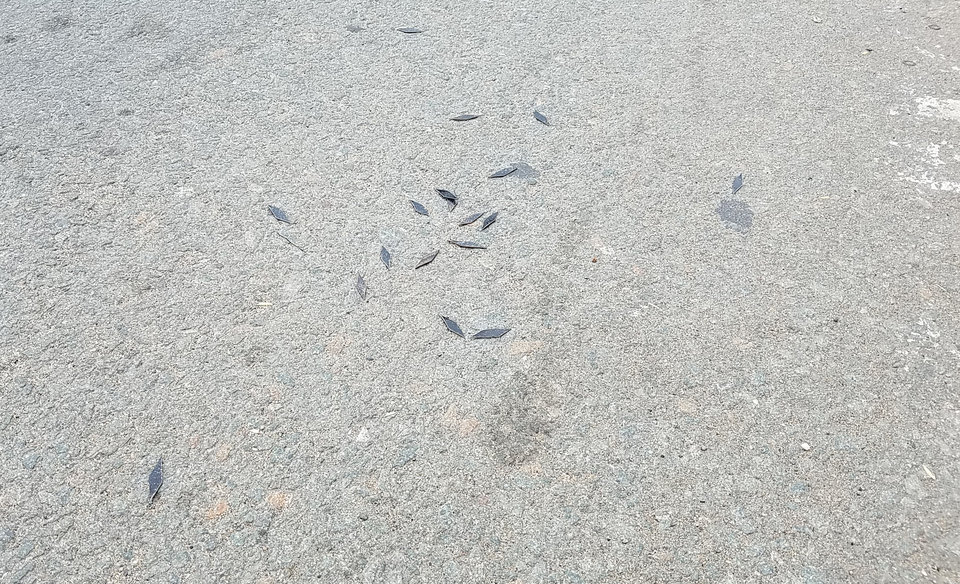 3 kilomet hút được... 17kg đinh - 1