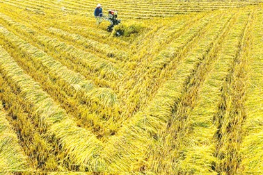 Khai thác và phát triển các nguồn gen lúa đặc sản