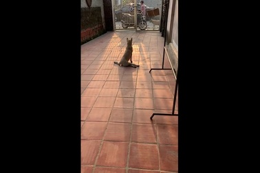 Bật cười với chú chó có khả năng… diễn kịch cực đỉnh