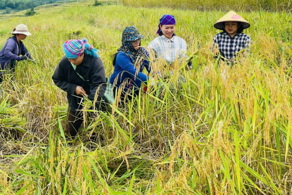 Thu “ngọc thực” trên ruộng bậc thang, nông dân vùng biên rủng rỉnh tiền - 2