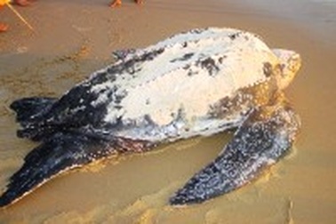 Nỗ lực đưa con rùa nặng gần 200kg về biển