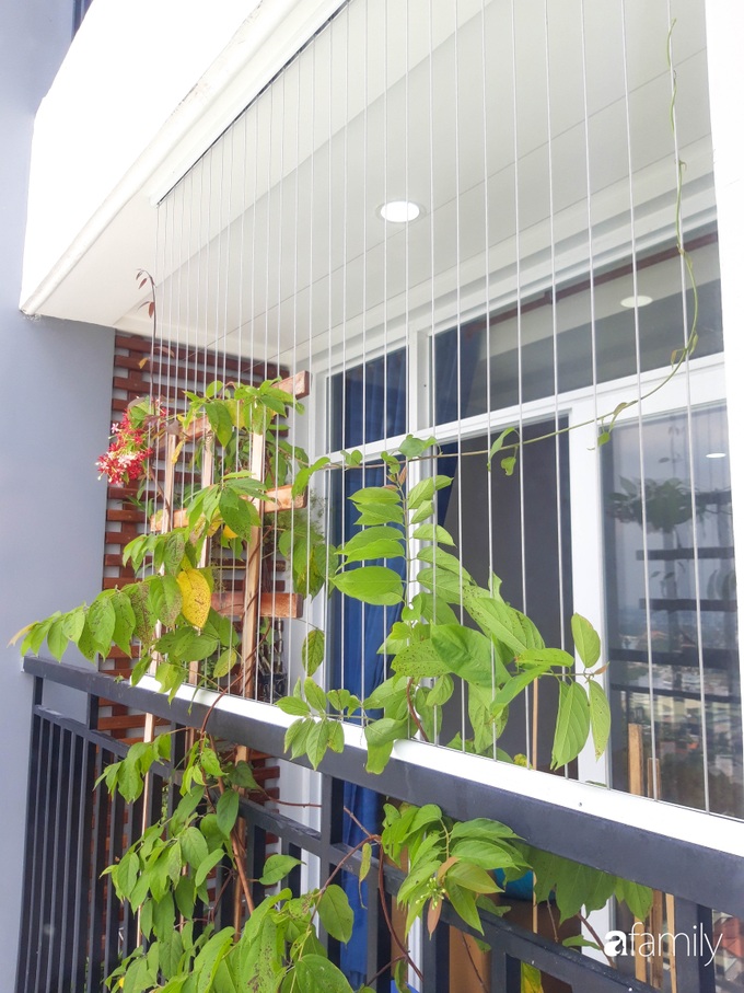 Ban công hướng Tây phủ kín hoa sử quân tử trong nháy mắt nhờ "chiêu" chăm sóc đơn giản của mẹ trẻ ở Sài Gòn - Ảnh 4. Ban công hướng Tây phủ kín hoa sử quân tử trong nháy mắt nhờ "chiêu" chăm sóc đơn giản của mẹ trẻ ở Sài Gòn - Ảnh 4.