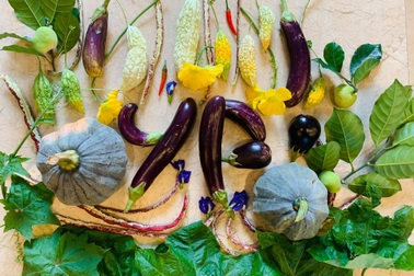 Mảnh vườn 300 m2 sum suê rau trái, thu hoạch mỏi tay của mẹ đảm Quảng Ninh