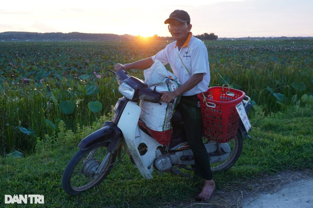 Ngâm mình trong bùn hái đài sen, thu hàng chục triệu đồng - 11 Ngâm mình trong bùn hái đài sen, thu hàng chục triệu đồng - 11