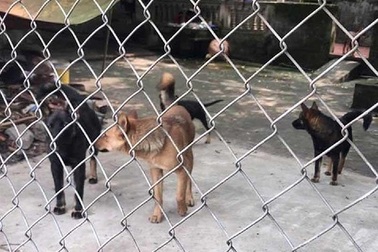 Vụ bé trai 7 tuổi bị chó cắn tử vong: Vẫn đang bàn xử lý trách nhiệm chủ đàn chó