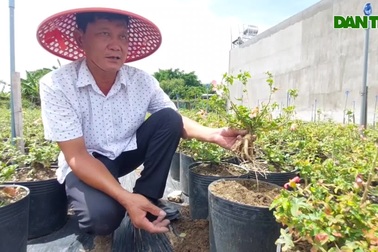 Người đưa giống sâm "tiến vua" về trồng trên đất Bình Định