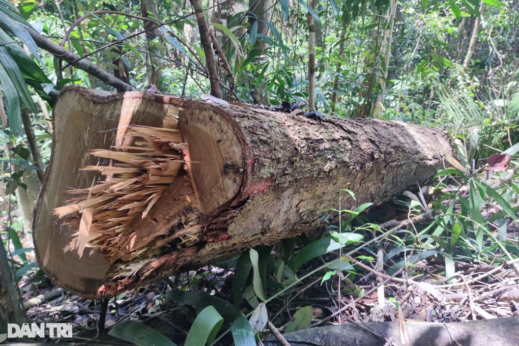 Thâm nhập cánh rừng biên giới bị xẻ thịt, gỗ khủng nằm la liệt - 1 Thâm nhập cánh rừng biên giới bị xẻ thịt, gỗ khủng nằm la liệt - 1