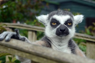 Vượn cáo và bí mật dùng chất độc để thư giãn