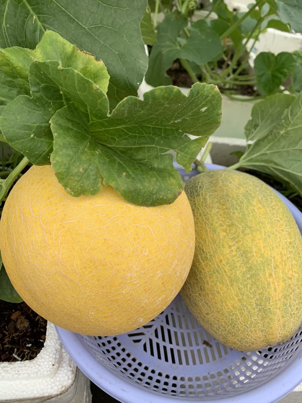 Vườn dưa nằm võng trăm gốc, gia chủ hái mỏi tay hơn 3 tạ/mùa - 10