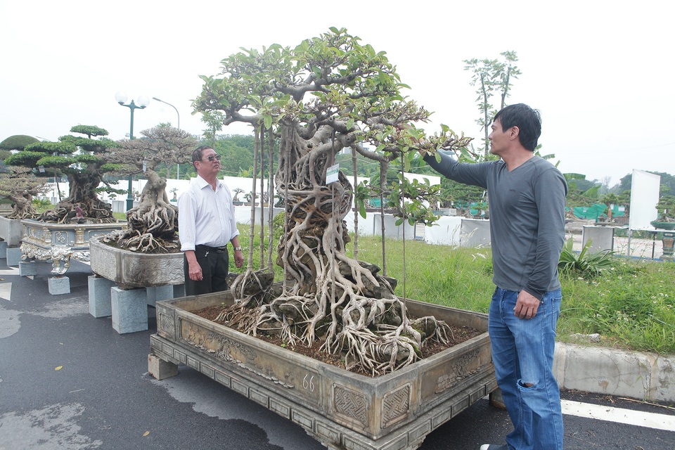 Mãn nhãn cây đa dáng làng có giá 2 tỷ đồng “độc nhất vô nhị” ở Hà Nội - 2 Mãn nhãn cây đa dáng làng có giá 2 tỷ đồng “độc nhất vô nhị” ở Hà Nội - 2