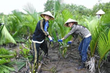 Sinh viên Nhật Bản góp phần "cứu" rừng đước Việt Nam 