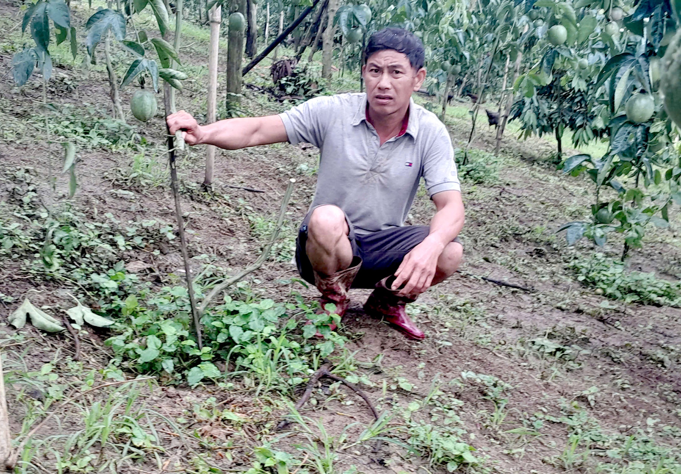 גן פסיפלורה שנקטף נהרס על ידי גנבים - 1 Vườn chanh dây đang thu hoạch bị kẻ gian chặt phá - 1